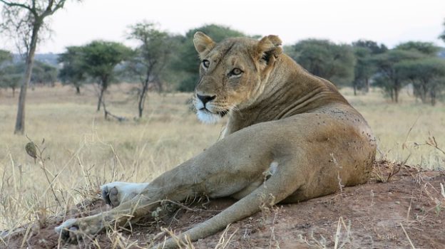 lion 2905631 640