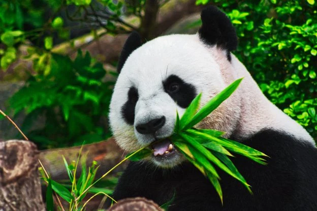 关于成都大熊猫繁育基地的一些心得