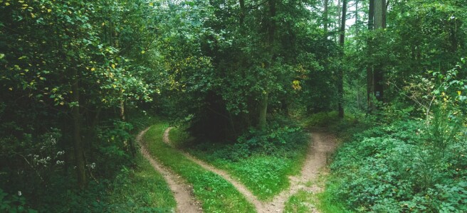 two roads between trees